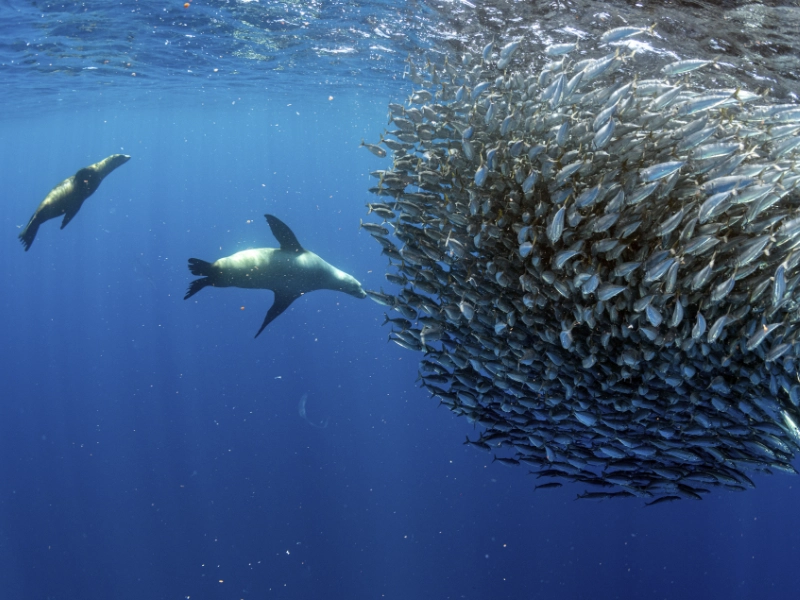 Bait Ball And Sea Lion